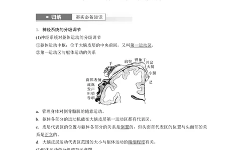 2024年高考生物一轮复习（新人教版）第8单元　第4课时　神经系统的分级调节和人脑的高级功能_09高考生物_2024年新高考资料_1.2024一轮复习_2024年高考生物一轮复习讲义（新人教版）