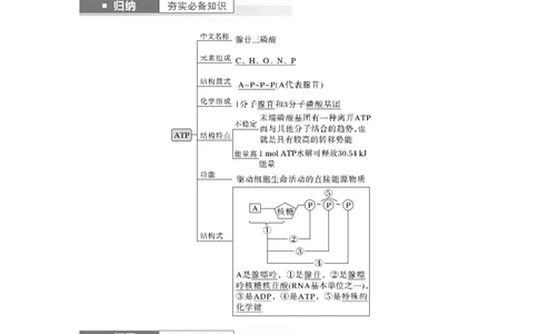 2024年高考生物一轮复习（新人教版）第3单元　第2课时　细胞的能量&ldquo;货币&rdquo;ATP_09高考生物_2024年新高考资料_1.2024一轮复习_2024年高考生物一轮复习讲义（新人教版）