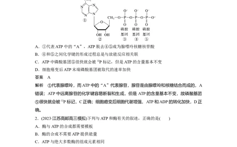 2024年高考生物一轮复习（新人教版）第3单元　第2课时　细胞的能量&ldquo;货币&rdquo;ATP_09高考生物_2024年新高考资料_1.2024一轮复习_2024年高考生物一轮复习讲义（新人教版）