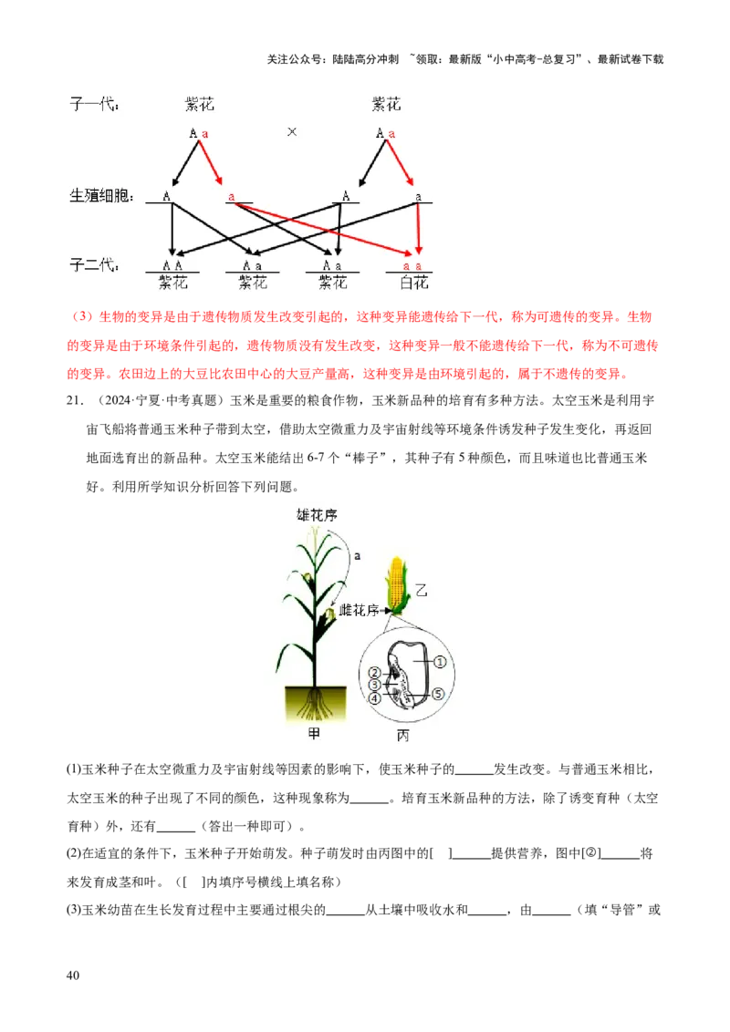专题12生物的遗传和变异（全国通用）（解析版）_02中考总复习（2026版更新中）_08-生物-中考总复习_2026年中考复习（更新中）