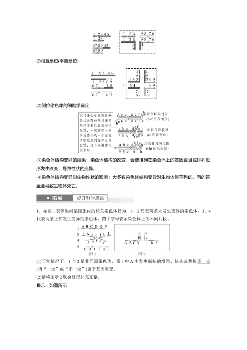 2024年高考生物一轮复习（新人教版）第7单元　第2课时　染色体变异_09高考生物_2024年新高考资料_1.2024一轮复习_2024年高考生物一轮复习讲义（新人教版）
