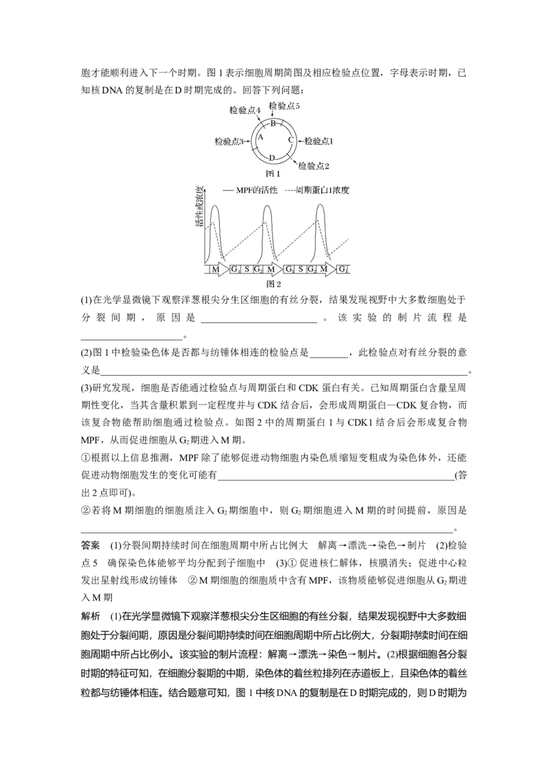 2024年高考生物一轮复习（新人教版）第4单元　第1课时　细胞的增殖_09高考生物_2024年新高考资料_1.2024一轮复习_2024年高考生物一轮复习讲义（新人教版）