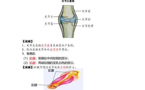 专题17+动物的运动和行为+动物在生物圈中的作用（背记帮）-备战2024年中考生物一轮复习考点帮_02中考总复习（2026版更新中）_08-生物-中考总复习_2024年中考复习资料_一轮复习_必背考点