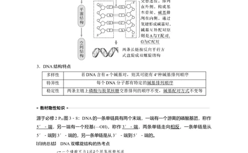 2024年高考生物一轮复习（新人教版）第6单元　第2课时　DNA的结构与复制_09高考生物_2024年新高考资料_1.2024一轮复习_2024年高考生物一轮复习讲义（新人教版）