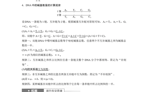 2024年高考生物一轮复习（新人教版）第6单元　第2课时　DNA的结构与复制_09高考生物_2024年新高考资料_1.2024一轮复习_2024年高考生物一轮复习讲义（新人教版）