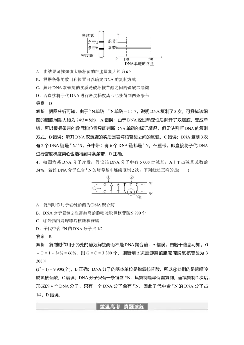 2024年高考生物一轮复习（新人教版）第6单元　第2课时　DNA的结构与复制_09高考生物_2024年新高考资料_1.2024一轮复习_2024年高考生物一轮复习讲义（新人教版）