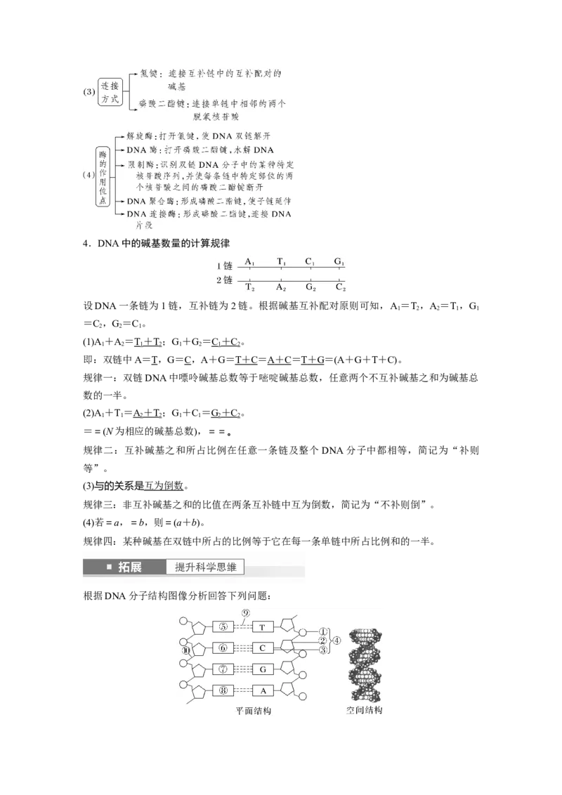 2024年高考生物一轮复习（新人教版）第6单元　第2课时　DNA的结构与复制_09高考生物_2024年新高考资料_1.2024一轮复习_2024年高考生物一轮复习讲义（新人教版）