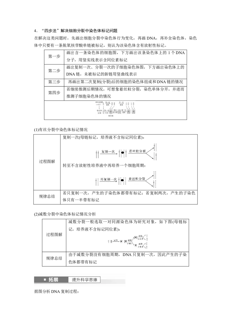 2024年高考生物一轮复习（新人教版）第6单元　第2课时　DNA的结构与复制_09高考生物_2024年新高考资料_1.2024一轮复习_2024年高考生物一轮复习讲义（新人教版）