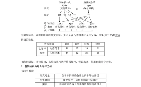 2024年高考生物一轮复习（新人教版）第5单元　第4课时　自由组合定律的发现及应用_09高考生物_2024年新高考资料_1.2024一轮复习_2024年高考生物一轮复习讲义（新人教版）
