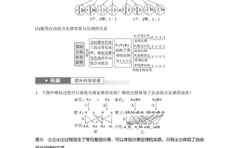 2024年高考生物一轮复习（新人教版）第5单元　第4课时　自由组合定律的发现及应用_09高考生物_2024年新高考资料_1.2024一轮复习_2024年高考生物一轮复习讲义（新人教版）
