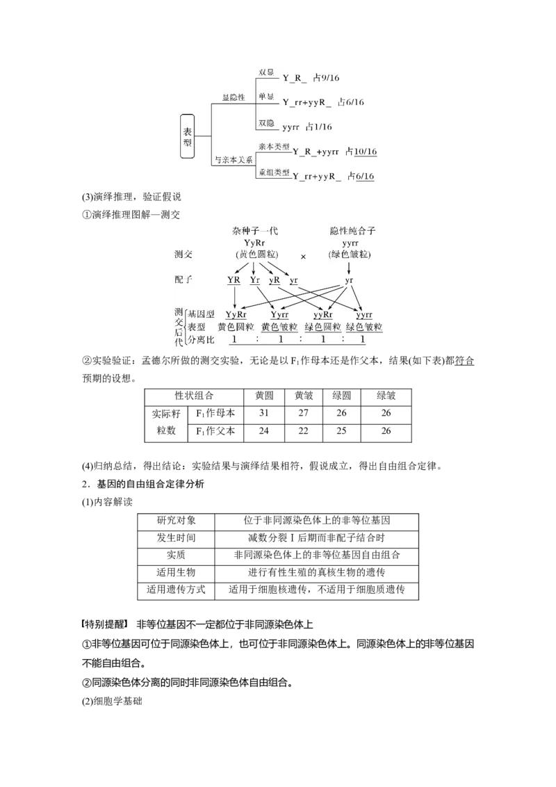 2024年高考生物一轮复习（新人教版）第5单元　第4课时　自由组合定律的发现及应用_09高考生物_2024年新高考资料_1.2024一轮复习_2024年高考生物一轮复习讲义（新人教版）