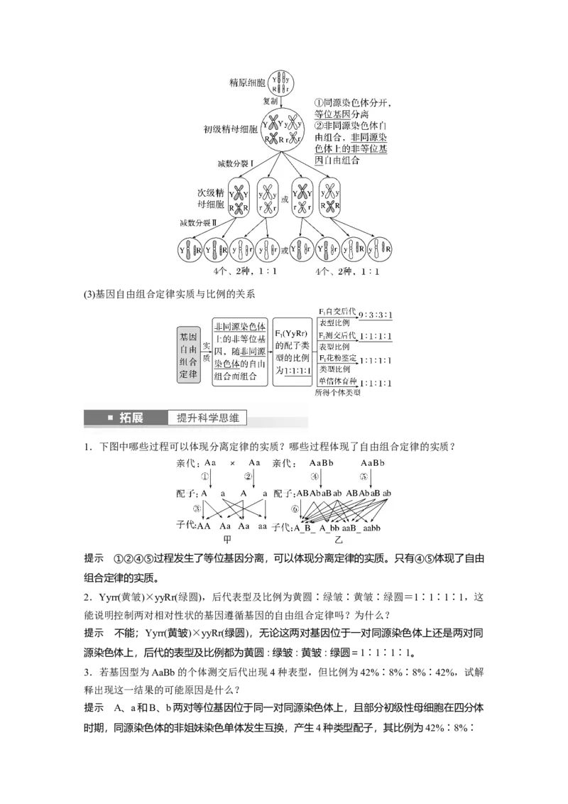 2024年高考生物一轮复习（新人教版）第5单元　第4课时　自由组合定律的发现及应用_09高考生物_2024年新高考资料_1.2024一轮复习_2024年高考生物一轮复习讲义（新人教版）