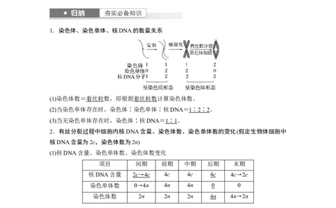 2024年高考生物一轮复习（新人教版）第4单元　第2课时　有丝分裂过程中相关变化及观察实验_09高考生物_2024年新高考资料_1.2024一轮复习_2024年高考生物一轮复习讲义（新人教版）