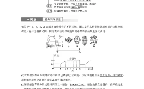 2024年高考生物一轮复习（新人教版）第4单元　第2课时　有丝分裂过程中相关变化及观察实验_09高考生物_2024年新高考资料_1.2024一轮复习_2024年高考生物一轮复习讲义（新人教版）