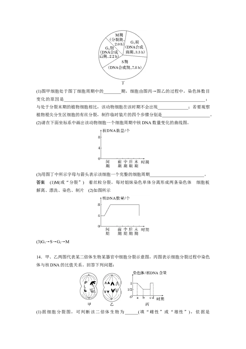 2024年高考生物一轮复习（新人教版）第4单元　第2课时　有丝分裂过程中相关变化及观察实验_09高考生物_2024年新高考资料_1.2024一轮复习_2024年高考生物一轮复习讲义（新人教版）
