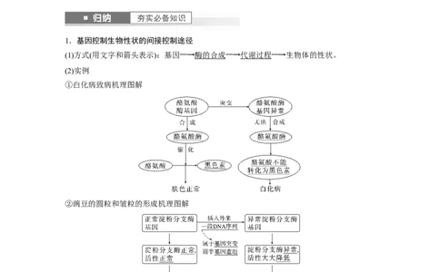 2024年高考生物一轮复习（新人教版）第6单元　第4课时　基因表达与性状的关系_09高考生物_2024年新高考资料_1.2024一轮复习_2024年高考生物一轮复习讲义（新人教版）