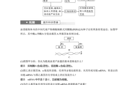 2024年高考生物一轮复习（新人教版）第6单元　第4课时　基因表达与性状的关系_09高考生物_2024年新高考资料_1.2024一轮复习_2024年高考生物一轮复习讲义（新人教版）
