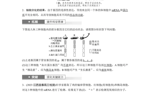 2024年高考生物一轮复习（新人教版）第6单元　第4课时　基因表达与性状的关系_09高考生物_2024年新高考资料_1.2024一轮复习_2024年高考生物一轮复习讲义（新人教版）