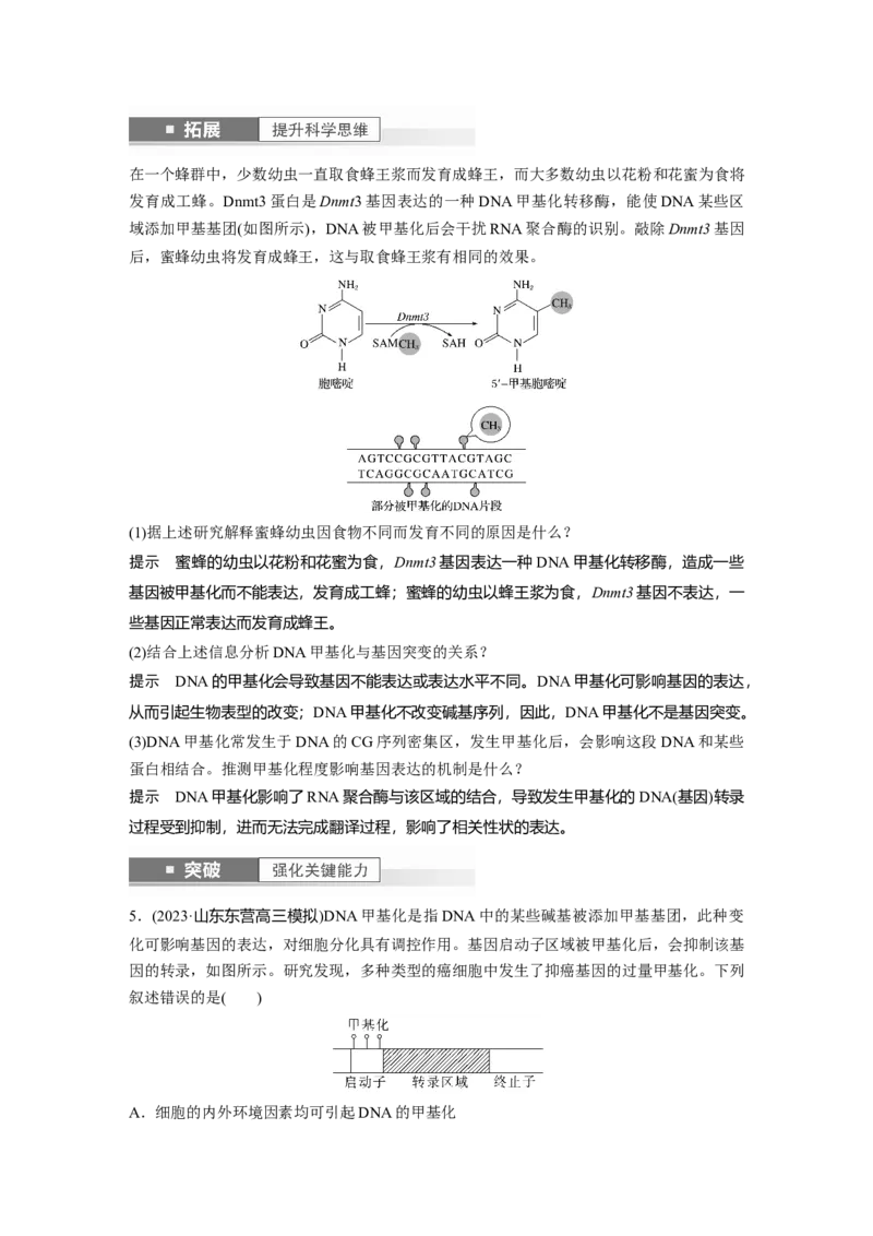 2024年高考生物一轮复习（新人教版）第6单元　第4课时　基因表达与性状的关系_09高考生物_2024年新高考资料_1.2024一轮复习_2024年高考生物一轮复习讲义（新人教版）