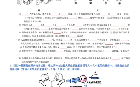 专题07生物圈中生命的延续和发展（填空版）_02中考总复习（2026版更新中）_08-生物-中考总复习_2025中考复习资料_2025年中考生物知识梳理_专题07生物圈中生命的延续和发展