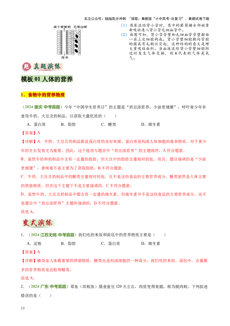 专题04人体生理与健康（一）（4大答题模板）（解析版）_02中考总复习（2026版更新中）_08-生物-中考总复习_2025中考复习资料_2025年中考生物答题方法模板