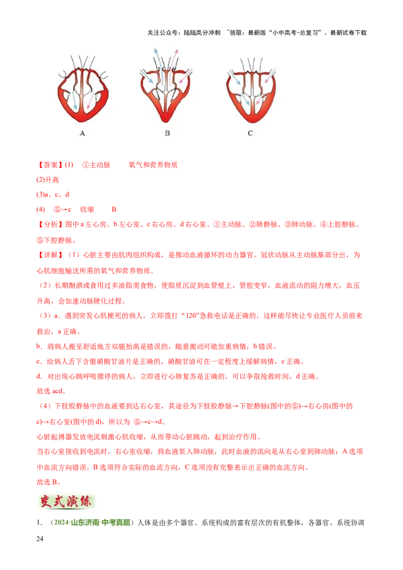 专题04人体生理与健康（一）（4大答题模板）（解析版）_02中考总复习（2026版更新中）_08-生物-中考总复习_2025中考复习资料_2025年中考生物答题方法模板