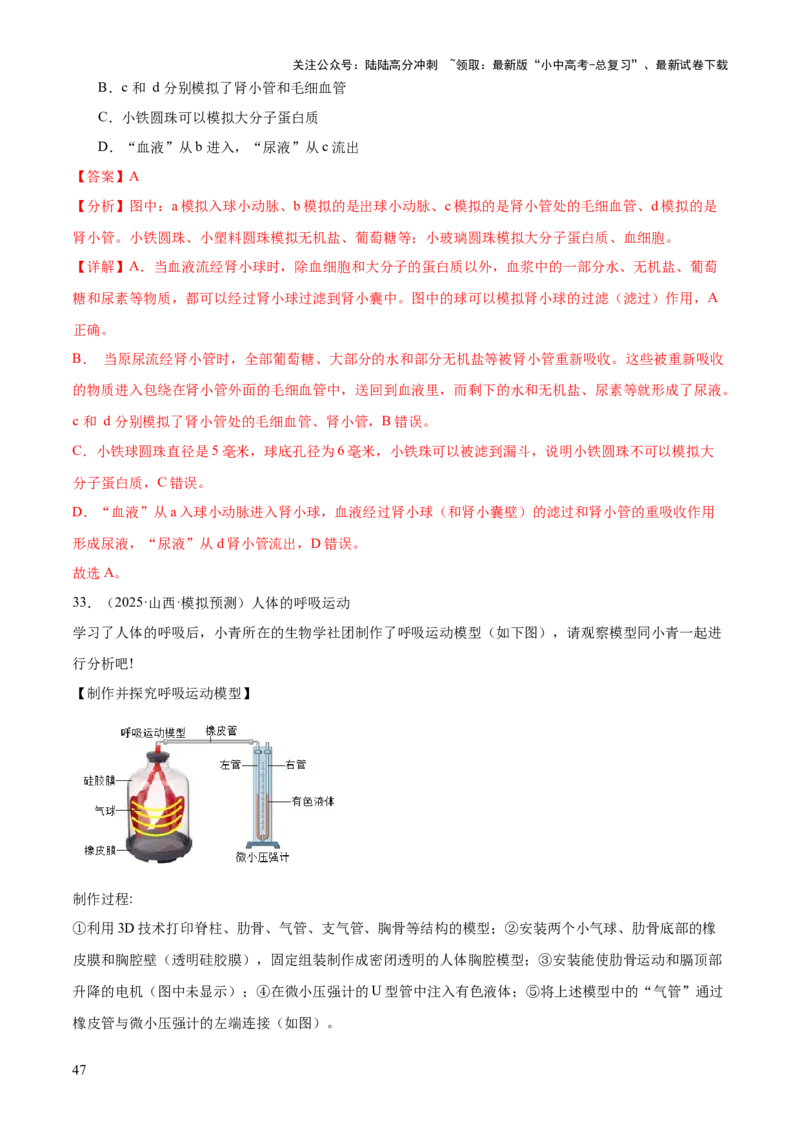 专题04人体生理与健康（一）（4大答题模板）（解析版）_02中考总复习（2026版更新中）_08-生物-中考总复习_2025中考复习资料_2025年中考生物答题方法模板
