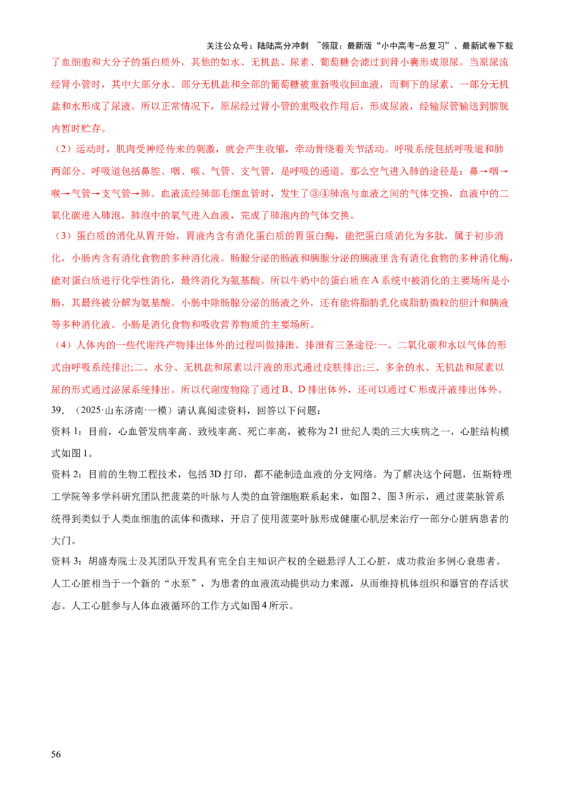 专题04人体生理与健康（一）（4大答题模板）（解析版）_02中考总复习（2026版更新中）_08-生物-中考总复习_2025中考复习资料_2025年中考生物答题方法模板