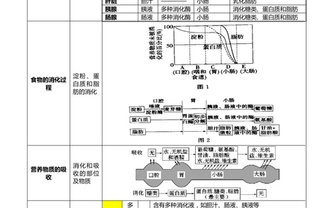 专题04人体生理与健康（一）（4大答题模板）（解析版）_02中考总复习（2026版更新中）_08-生物-中考总复习_2025中考复习资料_2025年中考生物答题方法模板