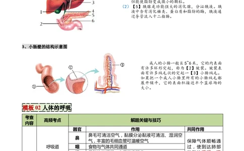 专题04人体生理与健康（一）（4大答题模板）（解析版）_02中考总复习（2026版更新中）_08-生物-中考总复习_2025中考复习资料_2025年中考生物答题方法模板