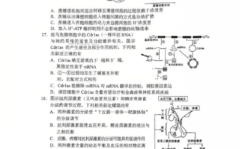 江苏省苏州市2025-2026学年高三上学期期末考试生物试卷（含答案）_全国高考模拟卷_2026年2月_260206江苏省苏州市2025-2026学年高三上学期期末考试（苏州零模）（全科）