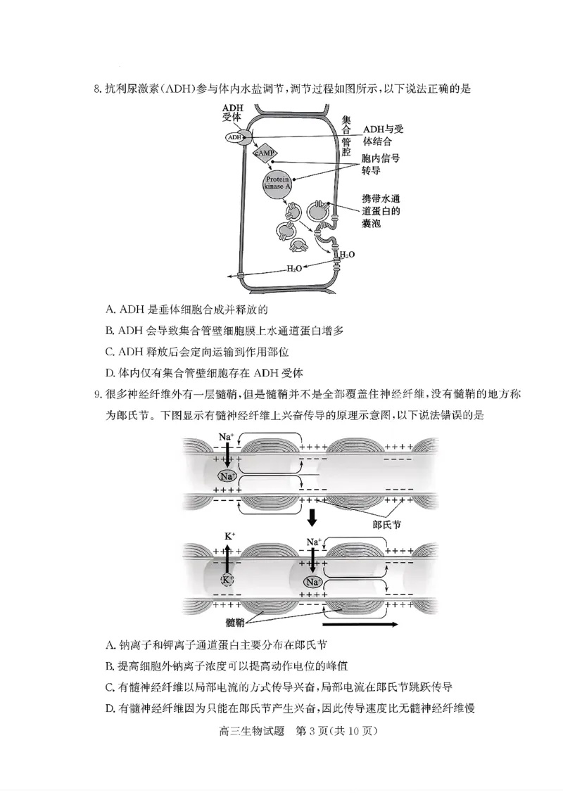 枣庄市2026届高三第一学期质量检测生物+答案_全国高考模拟卷_2026年2月_260202山东省枣庄市2026届高三第一学期质量检测（枣庄一调）（全科）