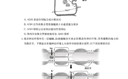 枣庄市2026届高三第一学期质量检测生物+答案_全国高考模拟卷_2026年2月_260202山东省枣庄市2026届高三第一学期质量检测（枣庄一调）（全科）