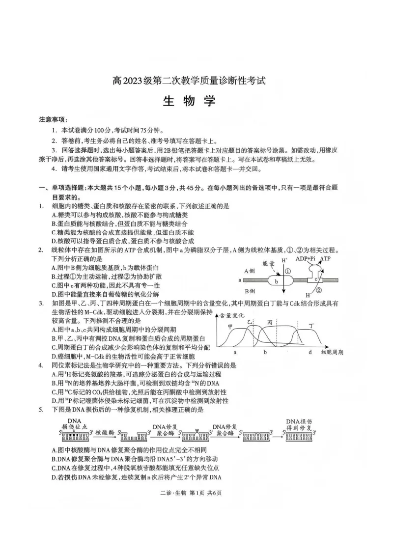 生物试题_全国高考模拟卷_2026年2月_260201四川省泸州市高2023级第二次教学质量诊断性考试（泸州二诊）（全科）