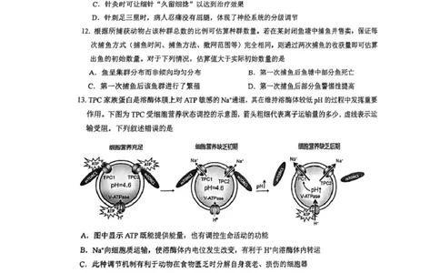 生物试题卷_全国高考模拟卷_2026年2月_260205广东省华附、省实、广雅、深中2026届高三四校联考1月期末