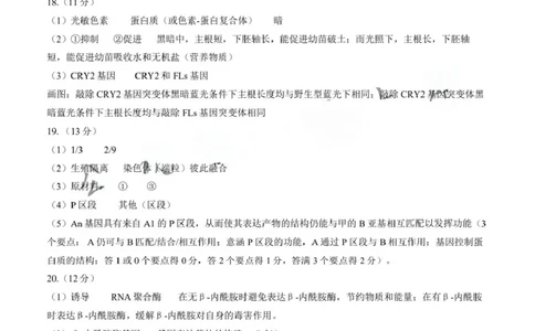 生物试题卷答案_全国高考模拟卷_2026年2月_260205广东省华附、省实、广雅、深中2026届高三四校联考1月期末