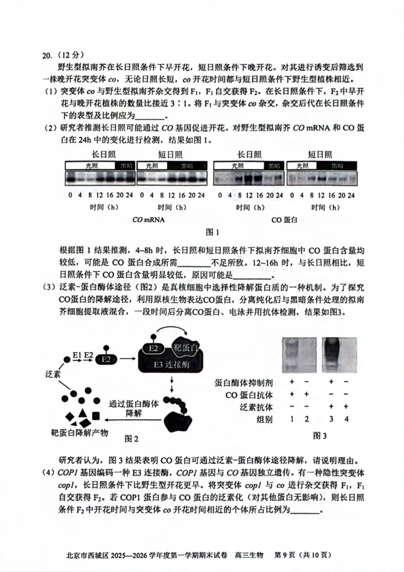 生物试题卷_全国高考模拟卷_2026年2月_260201北京市西城区2025一2026学年度第一学期期末（全科）_北京市西城区2025-2026学年高三（上）期末生物