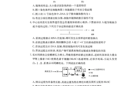 湖南省长沙市第一中学2025-2026学年高三上学期2月期末生物试题（含答案）_全国高考模拟卷_2026年2月_260211湖南省长沙市第一中学2025-2026学年高三上学期2月期末（全科）