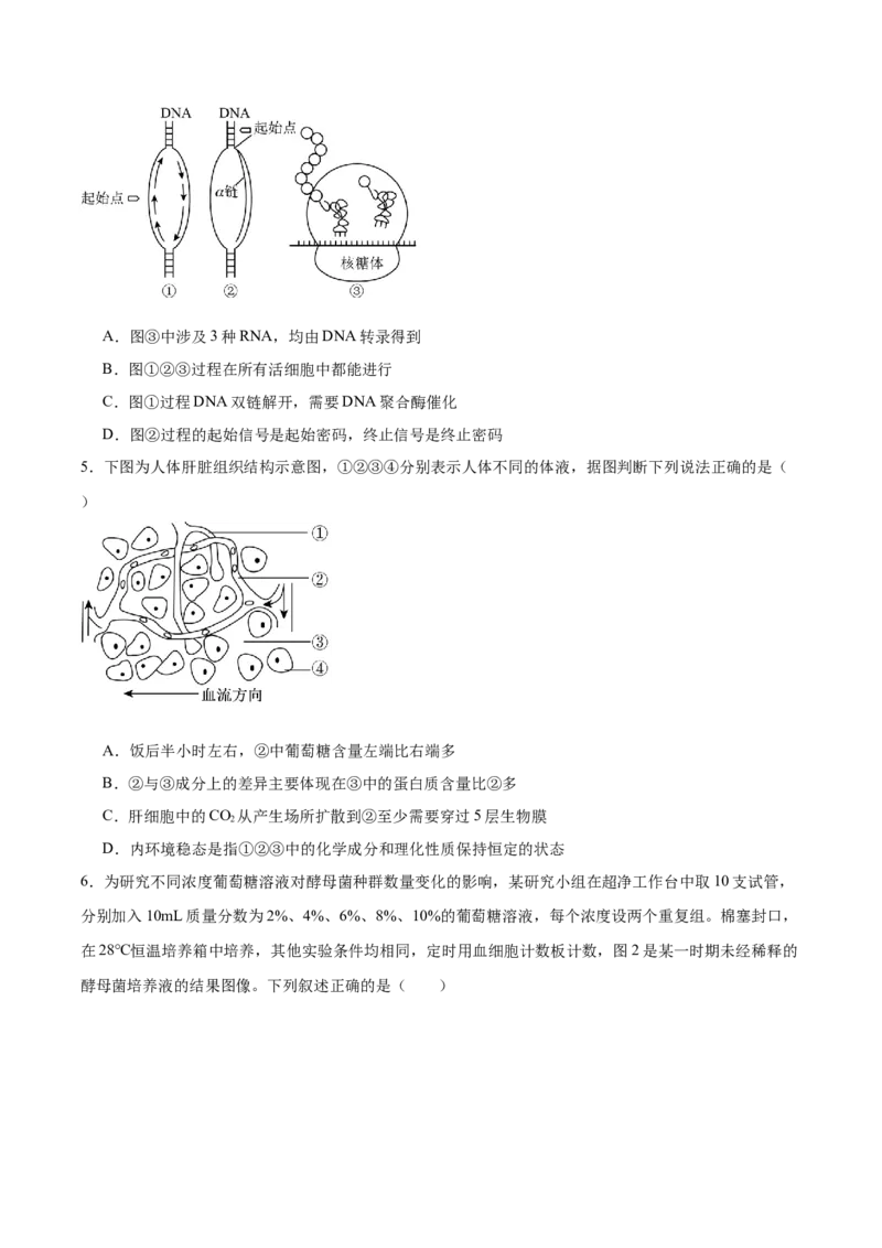 字节精准教育联盟2025-2026学年高三上学期1月期末生物试卷（含答案）_全国高考模拟卷_2026年2月_260205四川省字节精准教育联盟2026届高三上学期1月期末综合能力调查