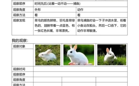 三年级第五单元观察记录单_小学1-6年级常用的上册资源汇总_三年级上册资料(1)