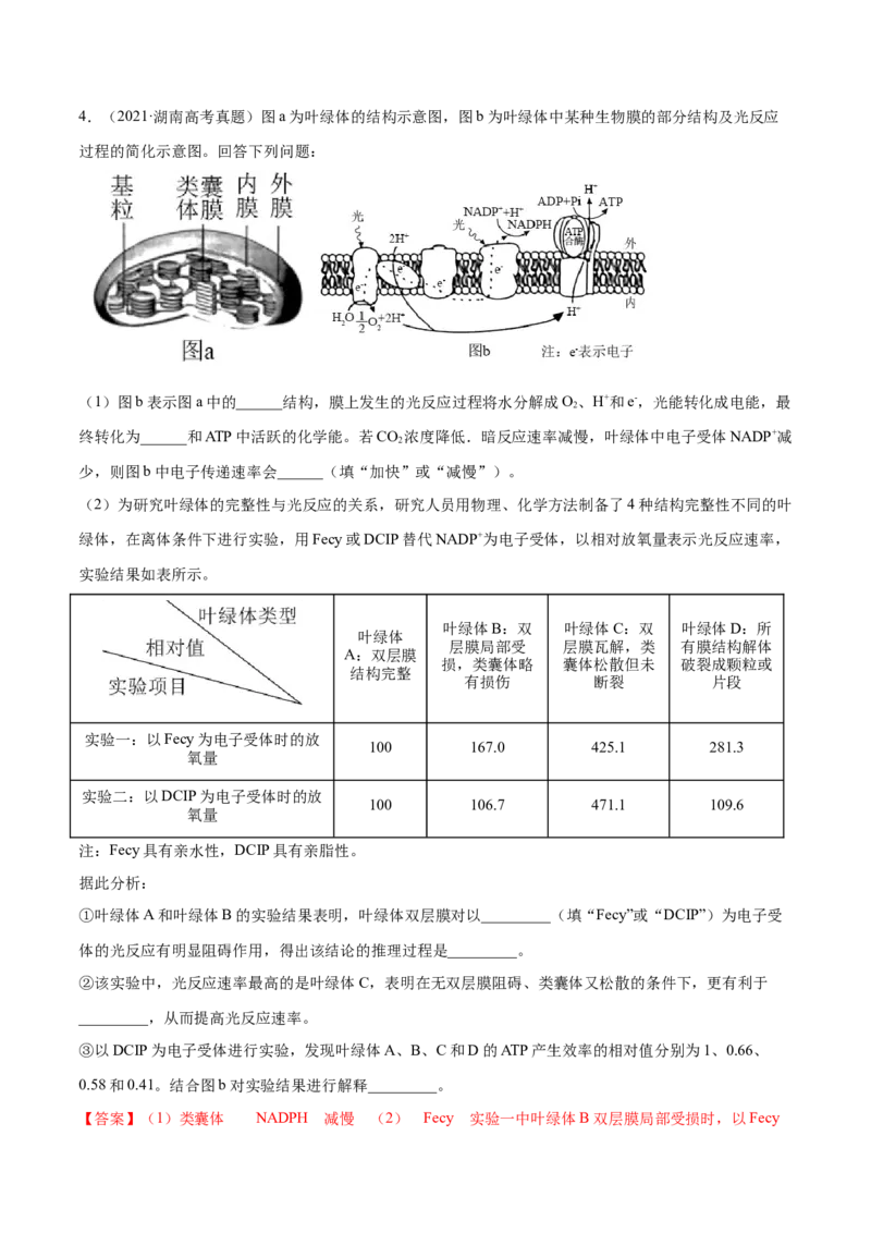专题14光合作用与呼吸作用综合-十年（2012-2021）高考生物真题分项汇编（全国通用）（解析版）_高考真题分类汇编(2012-2022)生物_高考真题分项汇编(2012-2021)生物