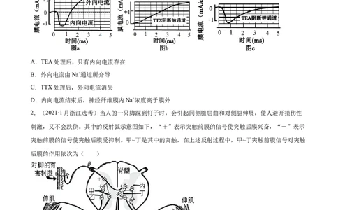 专题08神经调节与体液调节-十年（2012-2021）高考生物真题分项汇编（全国通用）（原卷版）_高考真题分类汇编(2012-2022)生物_高考真题分项汇编(2012-2021)生物