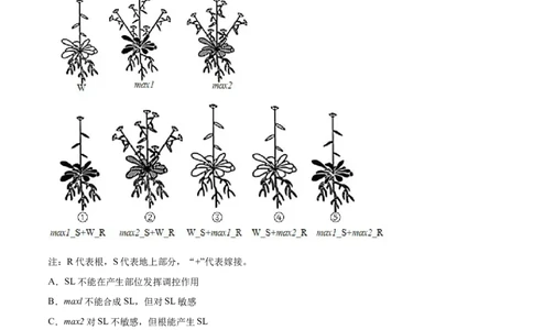专题09植物的激素调节-十年（2012-2021）高考生物真题分项汇编（全国通用）（原卷版）_高考真题分类汇编(2012-2022)生物_高考真题分项汇编(2012-2021)生物