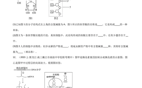 专题05遗传的分子基础（限时检测卷）_2024年新高考资料_3.2024专项复习_2024年高考生物热点&middot;重点&middot;难点专练（新高考专用）