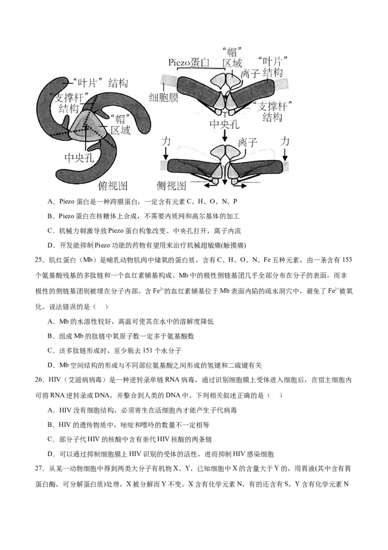 专题4蛋白质和核酸（原卷版)_2024年新高考资料_3.2024专项复习_备战2024年高考生物一轮复习重难点专项突破_专题04蛋白质和核酸-备战2024年高考生物一轮复习重难点专项突破