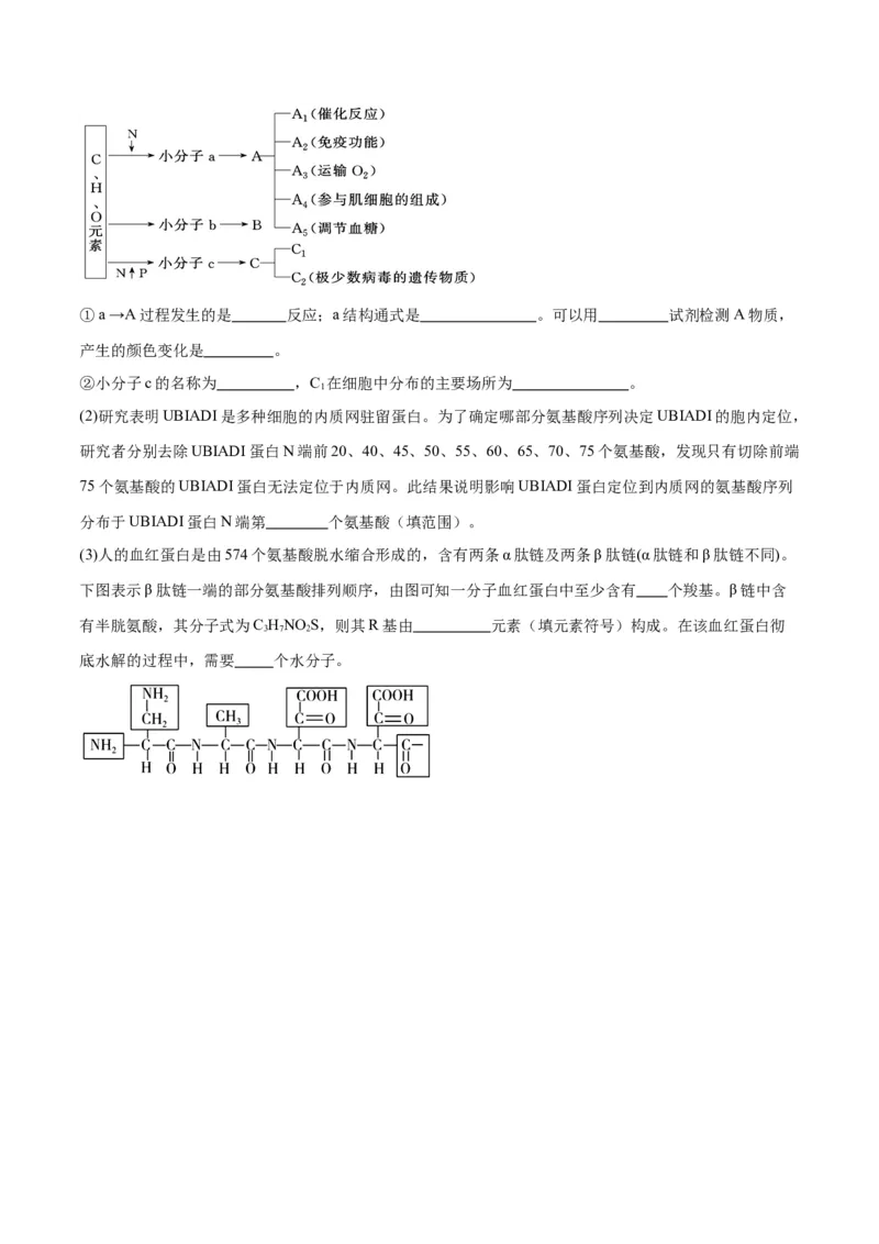 专题4蛋白质和核酸（原卷版)_2024年新高考资料_3.2024专项复习_备战2024年高考生物一轮复习重难点专项突破_专题04蛋白质和核酸-备战2024年高考生物一轮复习重难点专项突破