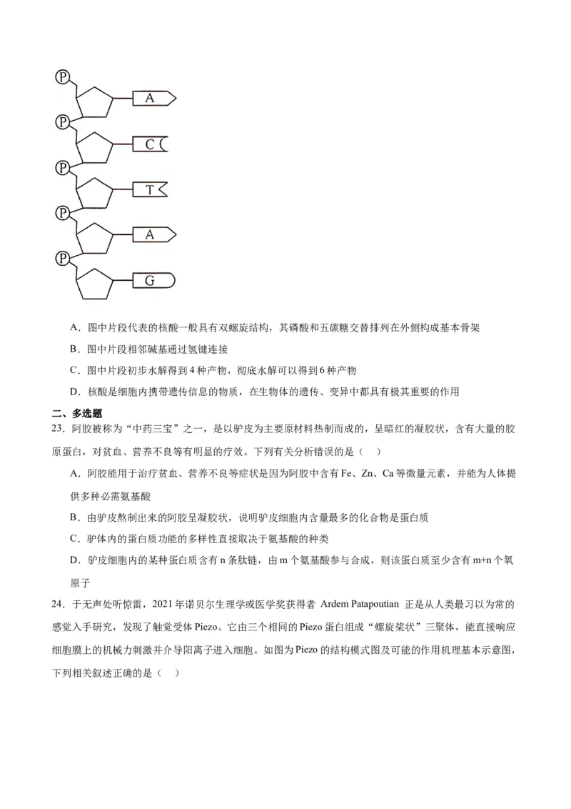 专题4蛋白质和核酸（原卷版)_2024年新高考资料_3.2024专项复习_备战2024年高考生物一轮复习重难点专项突破_专题04蛋白质和核酸-备战2024年高考生物一轮复习重难点专项突破