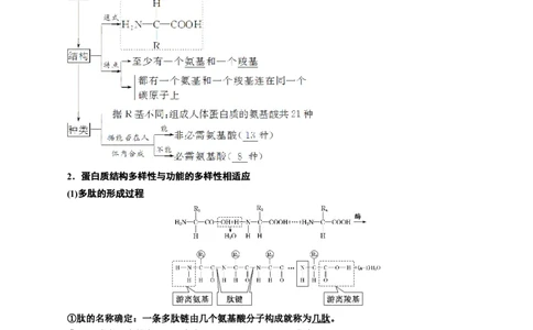 专题4蛋白质和核酸（原卷版)_2024年新高考资料_3.2024专项复习_备战2024年高考生物一轮复习重难点专项突破_专题04蛋白质和核酸-备战2024年高考生物一轮复习重难点专项突破