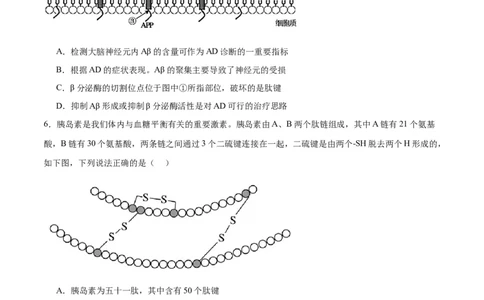 专题4蛋白质和核酸（原卷版)_2024年新高考资料_3.2024专项复习_备战2024年高考生物一轮复习重难点专项突破_专题04蛋白质和核酸-备战2024年高考生物一轮复习重难点专项突破
