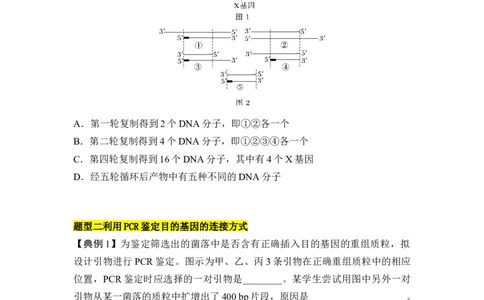 专题八PCR重难集训（原卷版）_2024年新高考资料_5.2024三轮冲刺_2024年高考生物考前最后冲刺